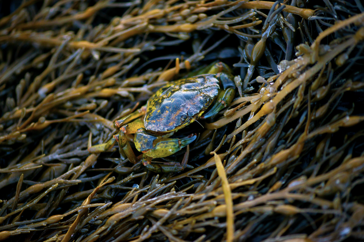 Green crab sits on a bed of rockweed.